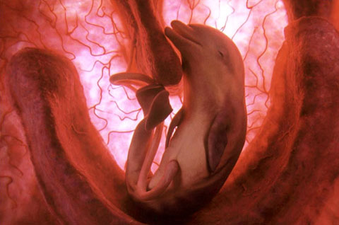 baby-dolphin baby-dolphin