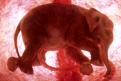 baby-elephant baby-elephant