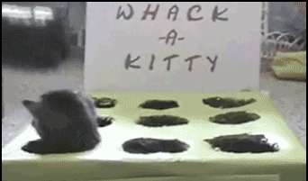 cats011
